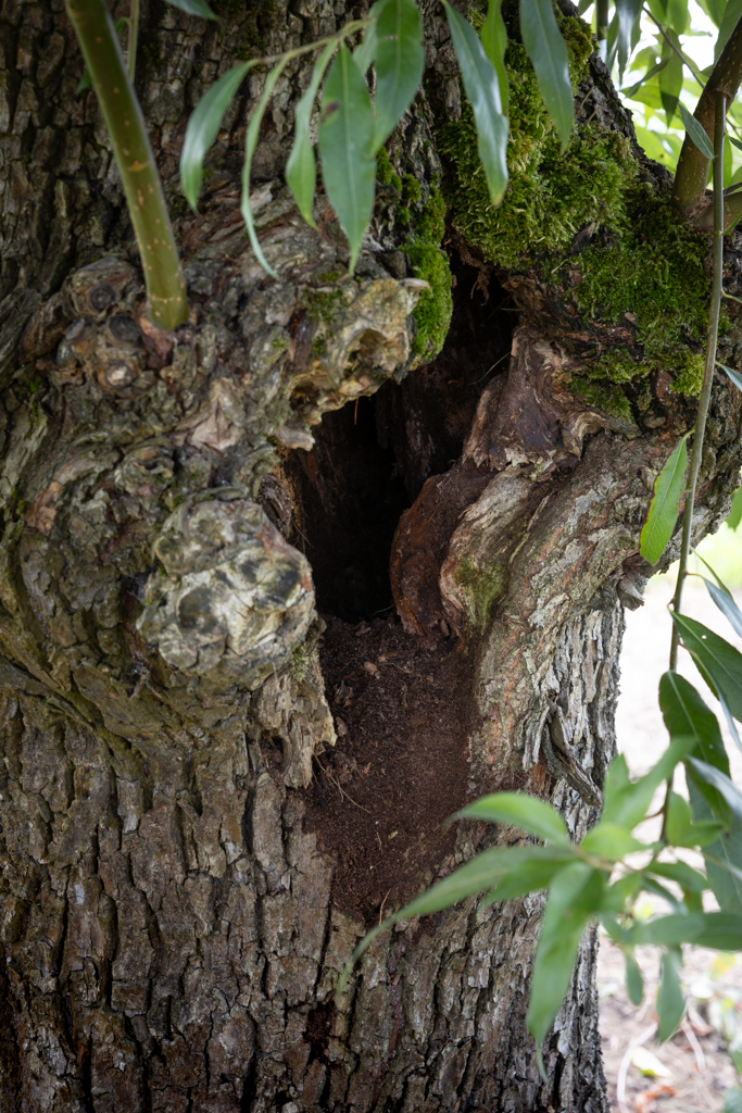 Salix alba Unikat